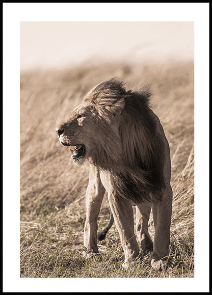 Lion In Profile Plakat