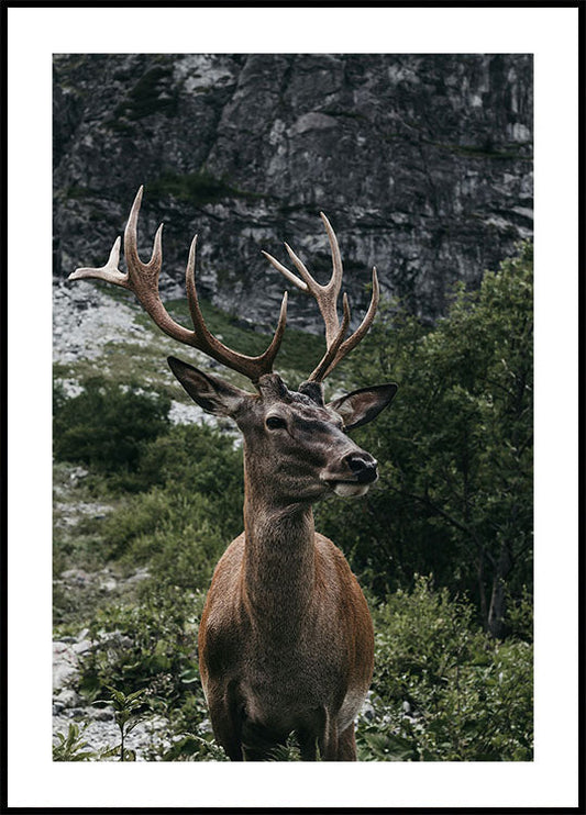 Deer and Mountains Plakat