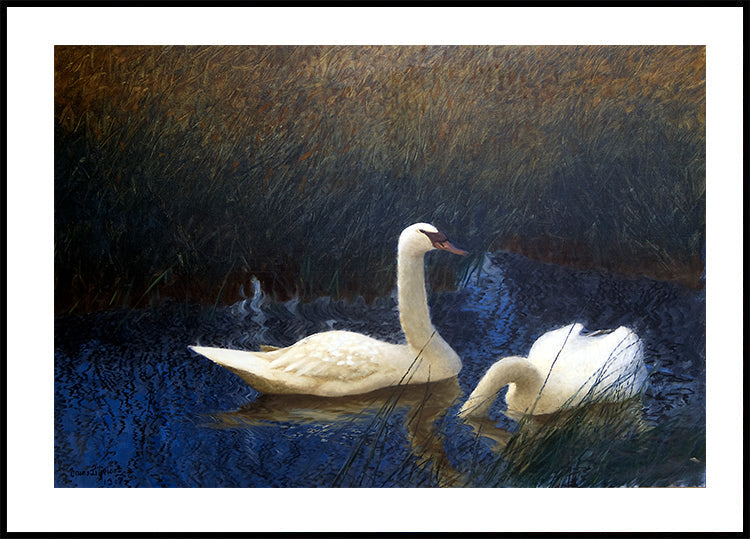 Swans in Reeds By Bruno Liljefors Plakat