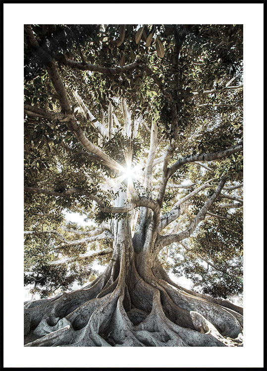 Tree with Large Roots Plakat