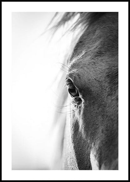 Horse Eye Plakat