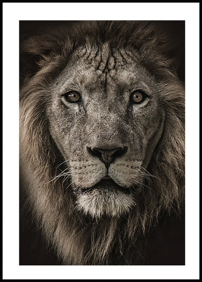 Majestic Lion Close-Up Plakat