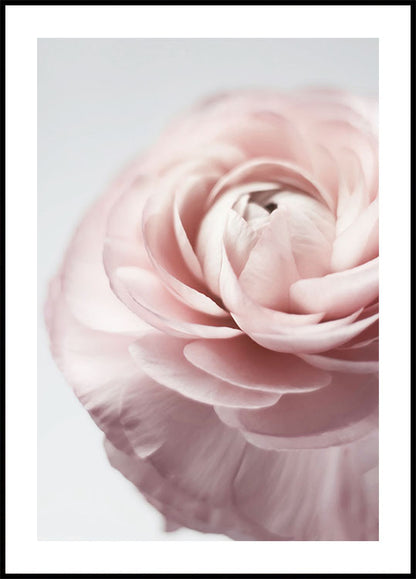 Pink Ranunculus Plakat