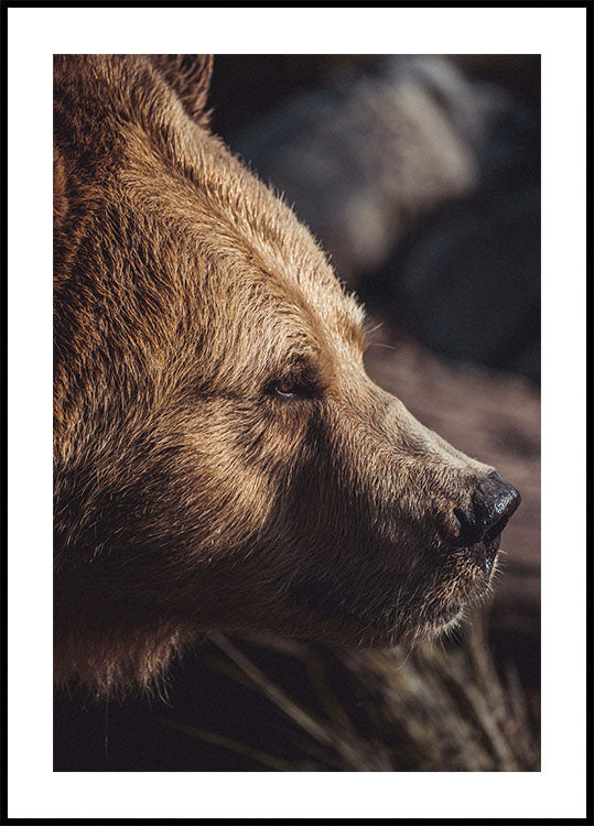 Bear in Profile Plakat