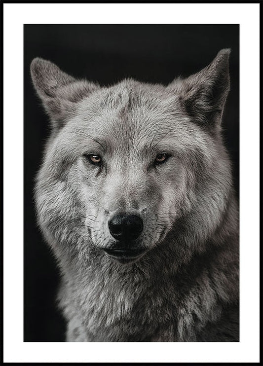 Gray Wolf Plakat