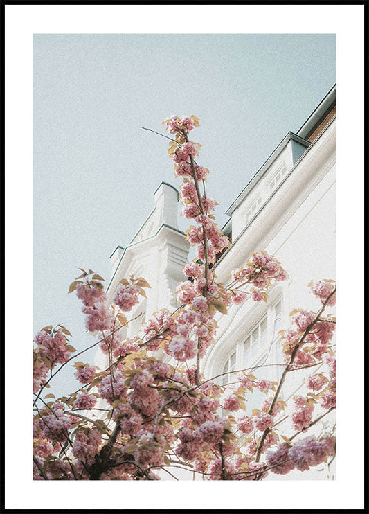 Cherry Blossom Plakat