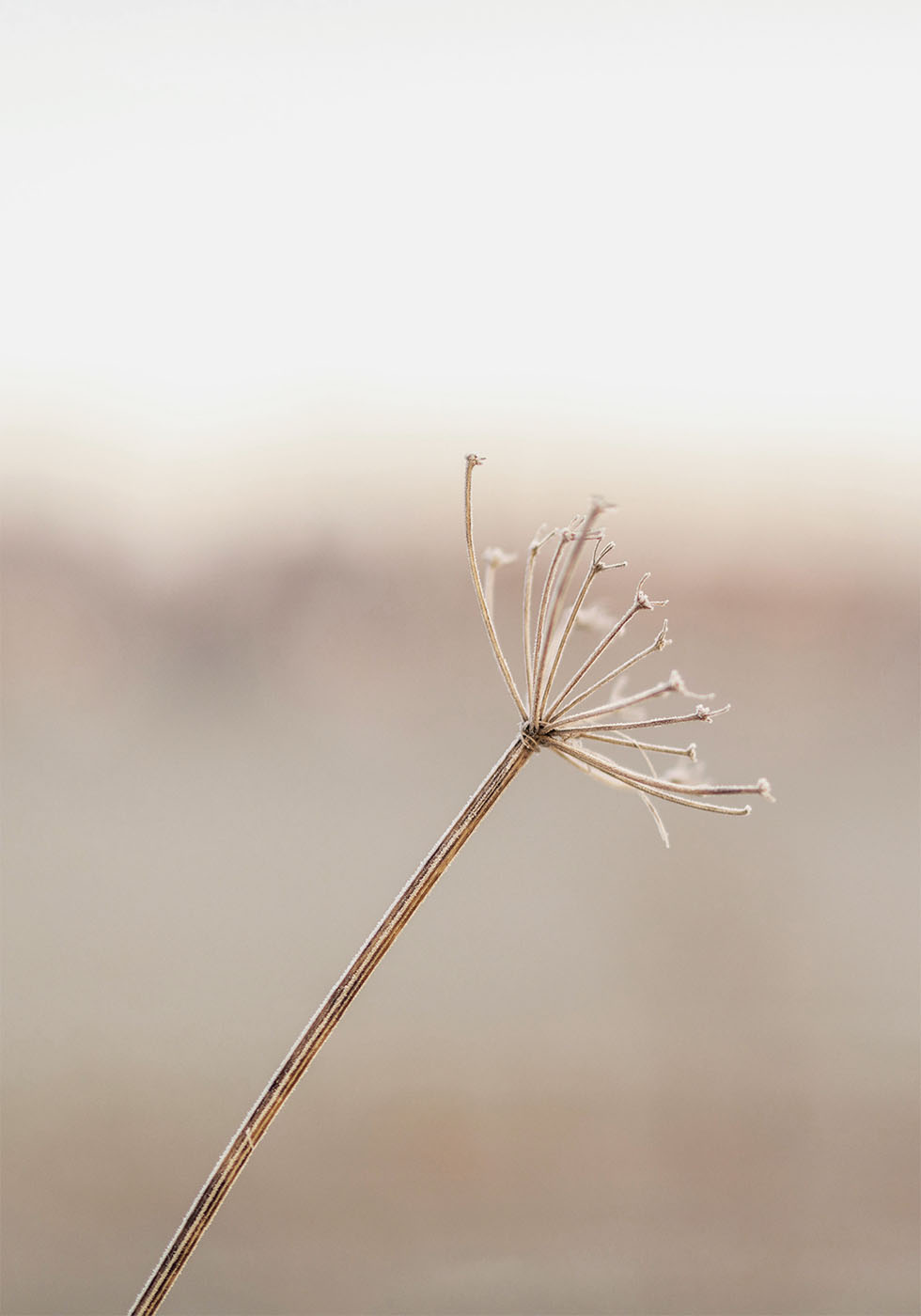 Frosted Plant Plakat