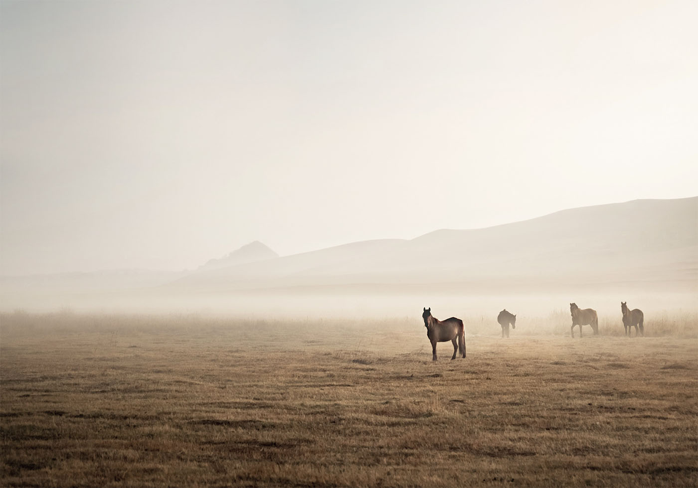 Horses in The Fog Plakat