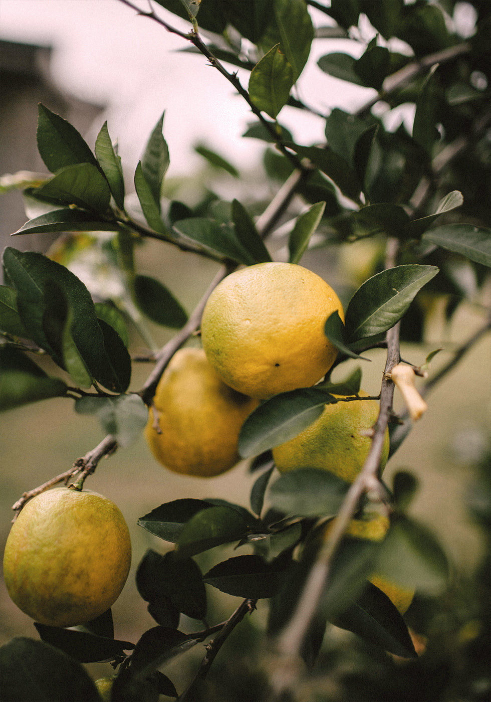 Lemons Tree Plakat