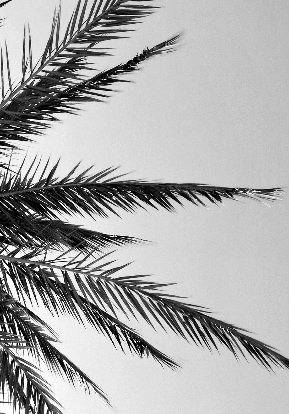 Palm Leaves Plakat