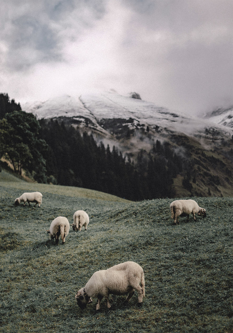 Sheep In The Alps Plakat