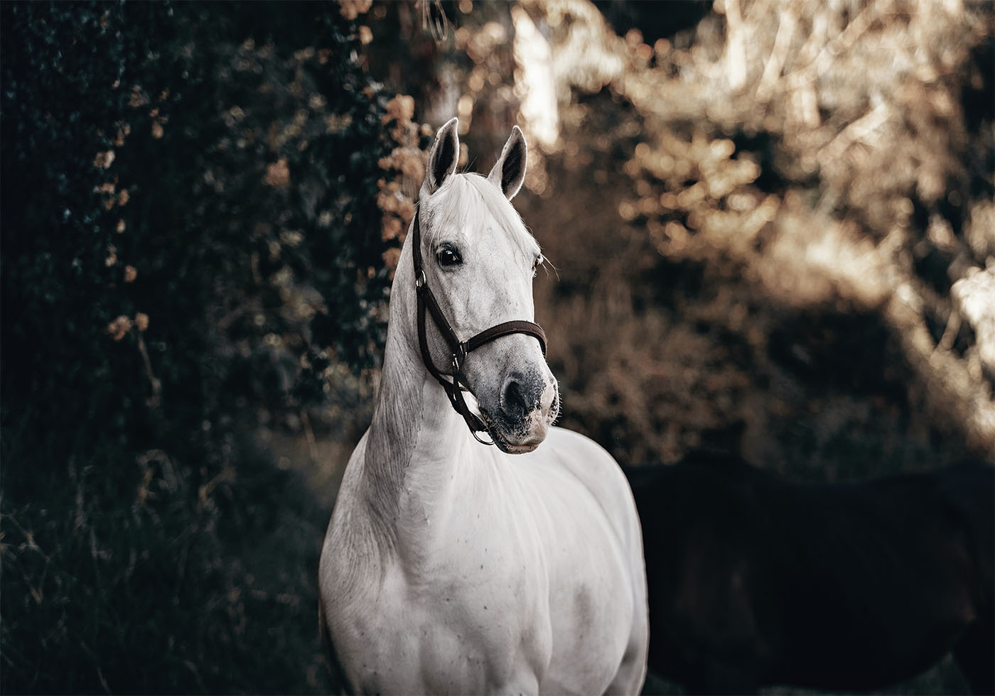 White Horse Plakat