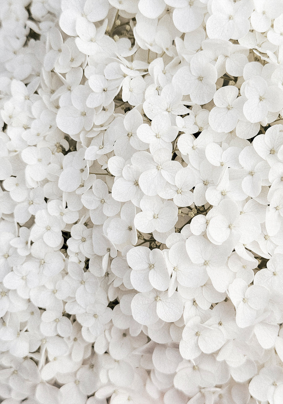 White Hydrangea Plakat